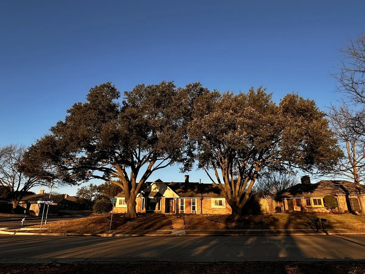 Established residential canopy tree shading a home in Minneola